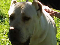 cane corso bianco testa